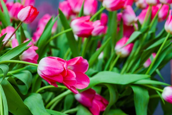 Pink Tulips Blue Wall — Zdjęcie stockowe