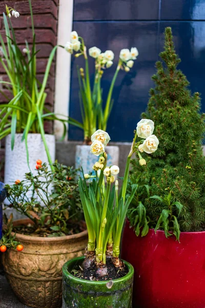 Srping Flowers Amsterdam — 图库照片