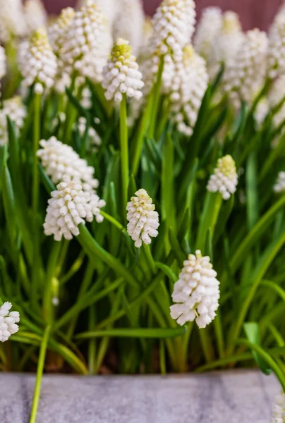 Muscari Bianchi Nel Vaso — Foto Stock