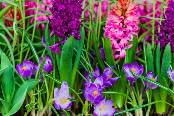 Красивые Весенние Цветы Горшке — стоковое фото