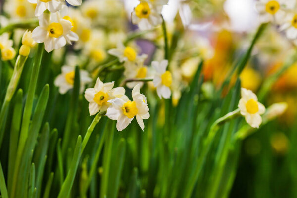 spring narcissus in the Amsterdam