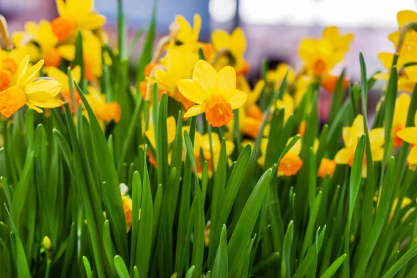 Narciso Primavera Amsterdã — Fotografia de Stock