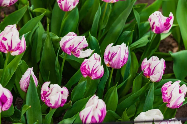 Tulipanes Frescos Amsterdam — Foto de Stock