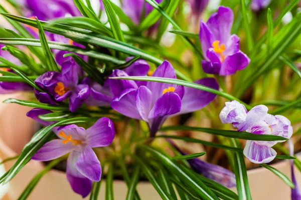 Nice Spring Flowers Pot — Stock Photo, Image