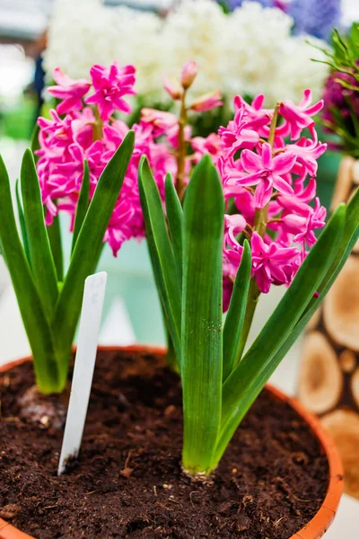 Spring Hyacinth Pot — Stock fotografie