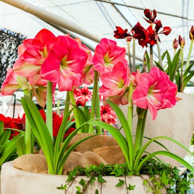 Amaryllis flowers in the pot