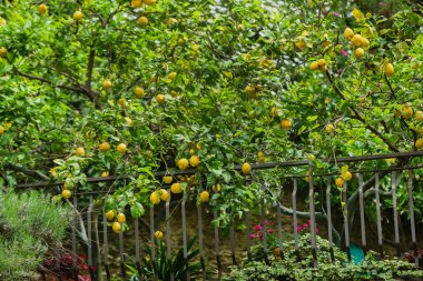 lemon trees in the Italy