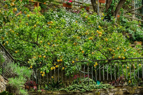Lemon Trees Italy — Stock Photo, Image
