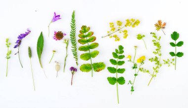 nature composition on the white