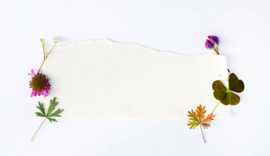 nature composition on the white