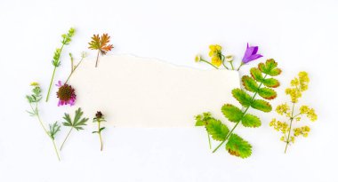 nature composition on the white