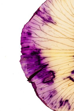 Beyaz arka planda iris yaprağı