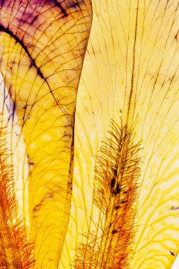 beyaz arka plan üzerinde iris yaprakları 