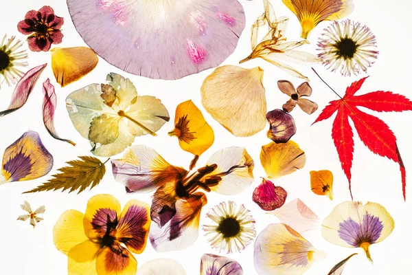 Torkade Blommor Den Vita Bakgrunden — Stockfoto