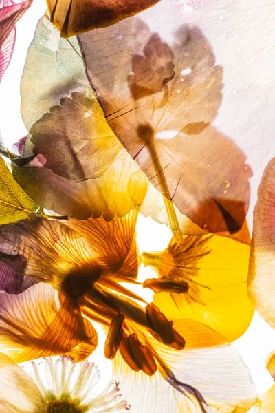 Torkade Blommor Den Vita Bakgrunden — Stockfoto
