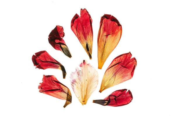 Gedroogde Tulip Bloemblaadjes Witte Achtergrond — Stockfoto