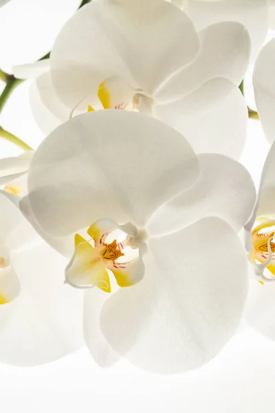 Цветы Белой Орхидеи Макро — стоковое фото
