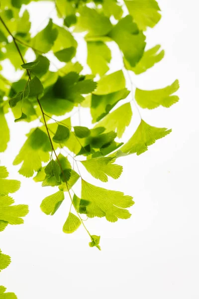 Green Leaves Branch Isolated White — Stock Photo, Image
