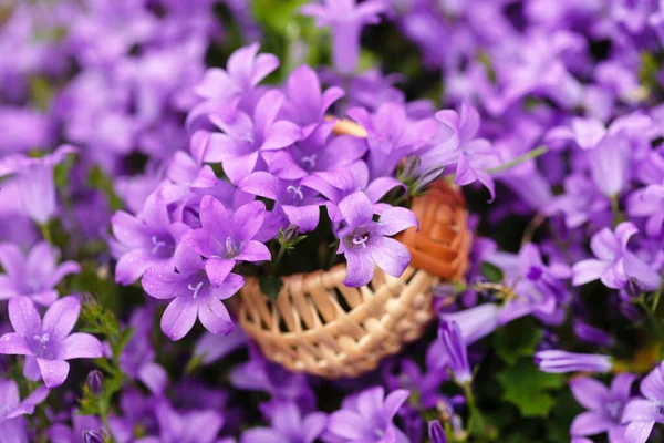 Flores Sino Azul Cesta — Fotografia de Stock
