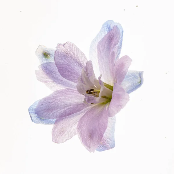 Δελφίνιο Λουλούδι Που Απομονώνονται Στο Λευκό Φόντο — Φωτογραφία Αρχείου
