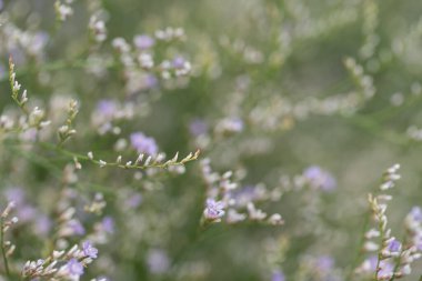 çiçek arkaplanı, güzel mavi çiçekler