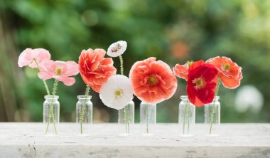 Haşhaş çiçekleri, yakın çekim