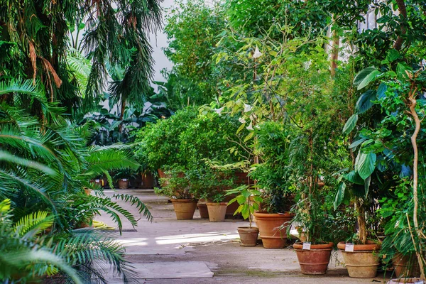 Egzotikus Növények Üvegházban — Stock Fotó