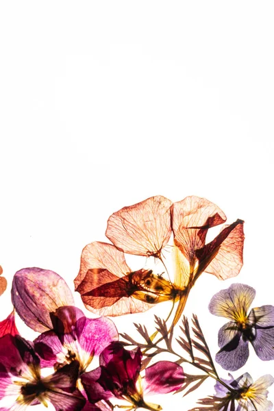 Droge Bloemen Witte Achtergrond — Stockfoto
