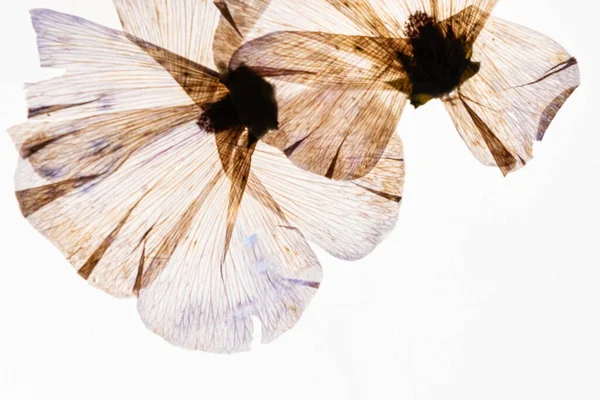Flores Secas Fundo Branco — Fotografia de Stock