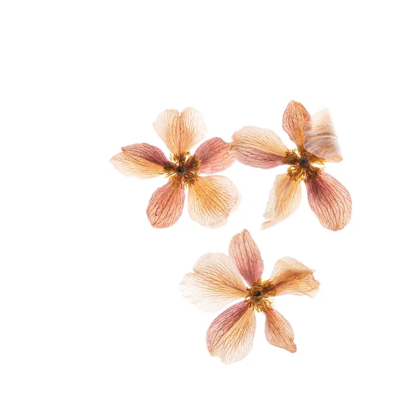 Trockene Blumen Auf Weißem Hintergrund — Stockfoto