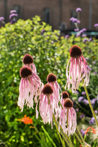 Echinacea Virágok Közelről — Stock Fotó