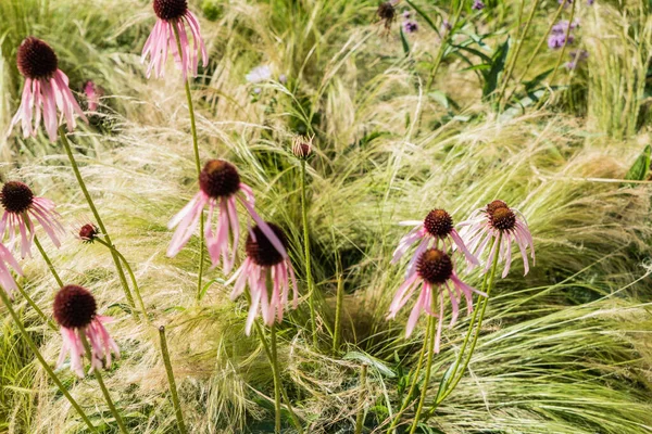 Echinacea Virágok Közelről — Stock Fotó