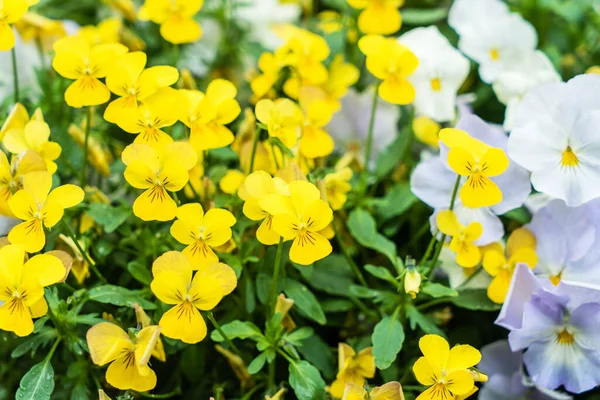 Pansy Flowers Garden — Stock Photo, Image