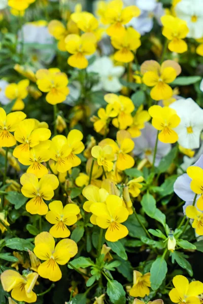 Pansy Flowers Garden — Stock Photo, Image