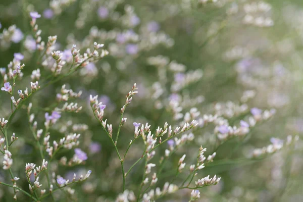 花背景 漂亮的蓝色花 — 图库照片