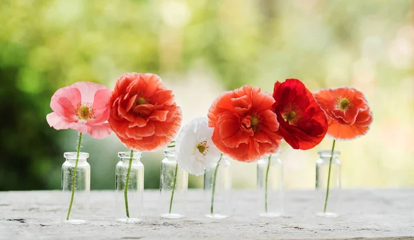 Poppy Flowers Close — Stock Photo, Image