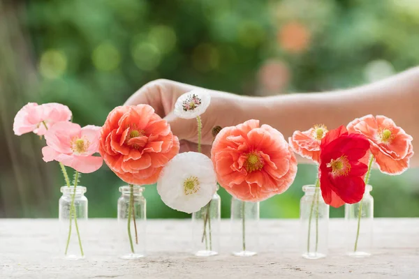 Poppy Flowers Close — Stock Photo, Image