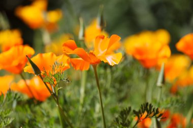 Bahçede Escholzia çiçekleri