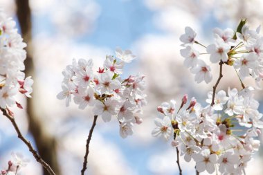 bahar ağacı, kapat