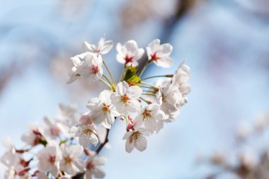 bahar ağacı, kapat