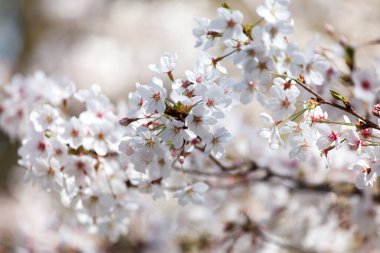 bahar ağacı, kapat