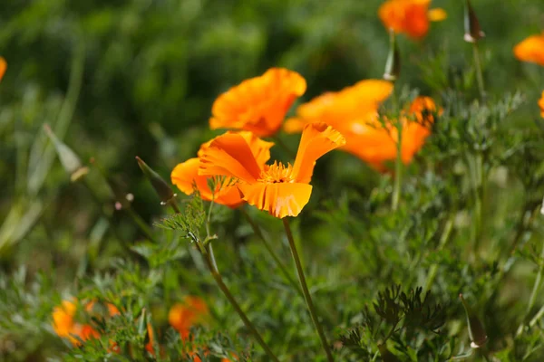 Eschscholzia Fleurs Dans Jardin — Photo