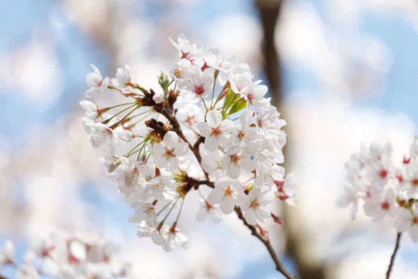 Arbre Printemps Gros Plan — Photo