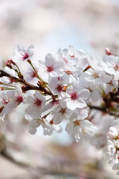 Wiosenne Drzewo Zbliżenie — Zdjęcie stockowe