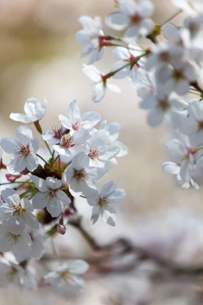 Wiosenne Drzewo Zbliżenie — Zdjęcie stockowe