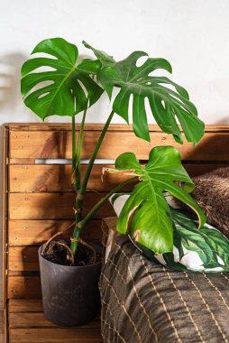 yatak odasındaki ev bitkileri