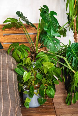 yatak odasındaki ev bitkileri