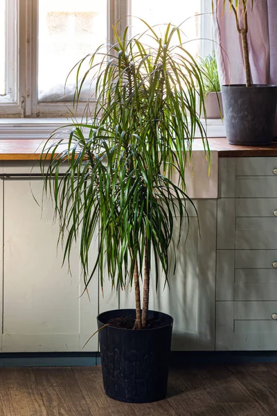 Dracaena Plant Room — Stock Photo, Image
