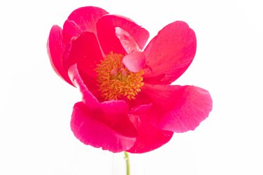 Beyaz arka planda taze şakayık çiçeği