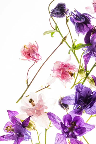 Aquilegia Flowers White Background — Stock Photo, Image